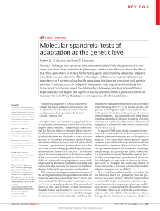 Molecular spandrels: tests of adaptation at the genetic level