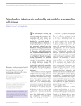 Mitochondrial inheritance is mediated by microtubules in