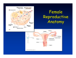 8. Female Anatomy