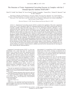 The Structure of Testis Angiotensin