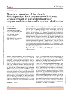 Structure resolution of the trimeric RNA