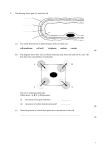 1. The drawing shows part of a root hair cell. (a) Use words from the