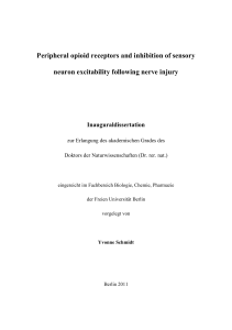 Peripheral opioid receptors and inhibition of sensory neuron