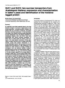 SUC1 and SUC2: two sucrose transporters from Arabidopsis