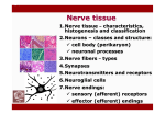 Nerve Tissue