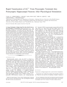 Rapid Translocation of Zn 2+ from Nerve Terminals