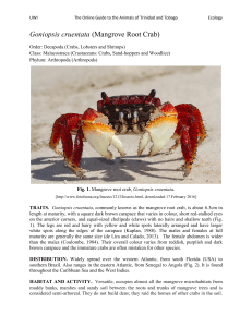 Goniopsis cruentata (Mangrove Root Crab)