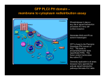 GFP PLCδ PH domain – membrane to cytoplasm redistribution assay