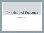 Proteins and Enzymes