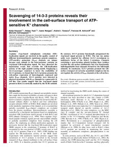 Scavenging of 14-3-3 proteins reveals their involvement in the cell