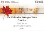 The Molecular Biology of Gene Function