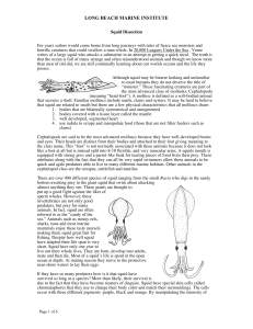 Squid Dissection Addendum - Long Beach Marine Institute