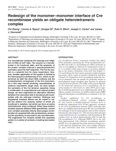 Redesign of the monomer–monomer interface of Cre recombinase