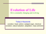Evolution of Life
