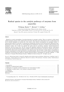 Radical species in the catalytic pathways of enzymes from anaerobes