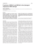 Functions of BRCA1 and BRCA2 in the biological response to DNA