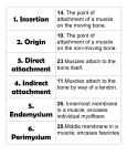 1. Insertion 2. Origin 3. Direct attachment 4. Indirect attachment 5