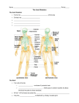 The Axial Skeleton Student PPt Notes