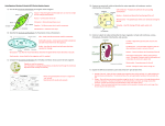 the structures and functions of a Euglena. Draw a Euglena. B