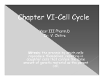 Chapter VI-Cell Cycle