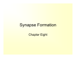 Synapse Formation