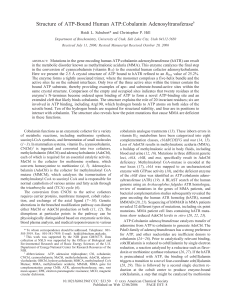 Structure of ATP-Bound Human ATP:Cobalamin