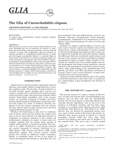 The Glia of Caenorhabditis elegans - Shaham Lab