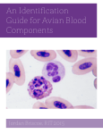 An Identification Guide for Avian Blood Components