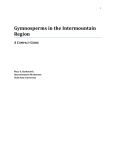Gymnosperms in the Intermountain Region