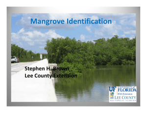 Mangroves - Lee County Extension