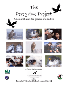 The Peregrine Project - Conserve Wildlife Foundation
