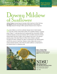 Downy Mildew of Sunflower