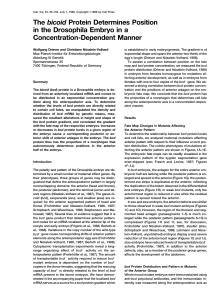 The bicoid Protein Determines Position in the Drosophila Embryo in