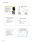 animal reproduction reproduction