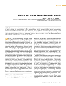 Meiotic and Mitotic Recombination in Meiosis