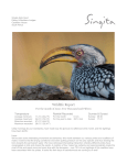 Singita Sabi Sand Wildlife Report June 2015