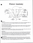 Flower Anatomy - The Fighting Gnomes