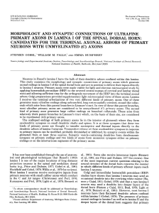 morphology and synaptic connections of ultrafine primary axons