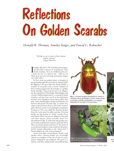 Reflections On Golden Scarabs