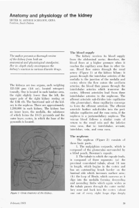 Anatomy And Physiology Of The kidney