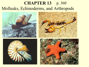 Mollusks, Echinoderms, and Arthropods