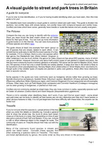 A visual guide to street and park trees in Britain