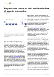 Polymerases pause to help mediate the flow of genetic information