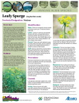Leafy Spurge (Euphorbia esula) Provincial Designation: Noxious