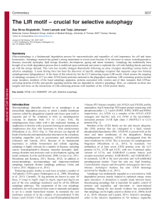 The LIR motif – crucial for selective autophagy