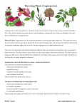 Flowering Plants (Angiosperms)