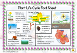 Plant Life Cycle Double Sided Fact Sheet