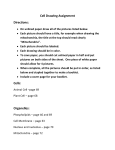 Cell Drawing Assignment Directions: Cells: Organelles: