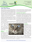 Feline Heart Disease - Minden Animal Hospital