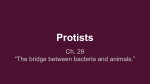 Protists - cloudfront.net